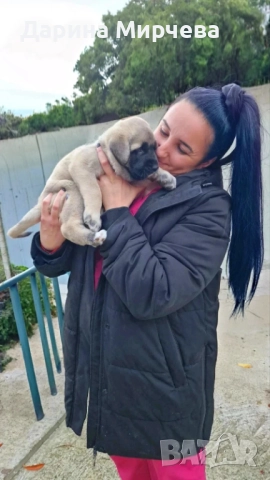 Турски Кангал , снимка 10 - Кангал - 52839191