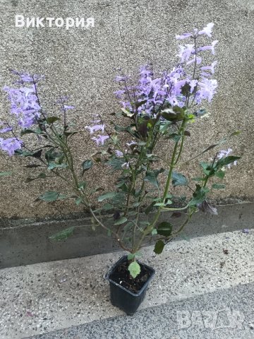Плектрантус Мона Лавендер, снимка 3 - Стайни растения - 37403099