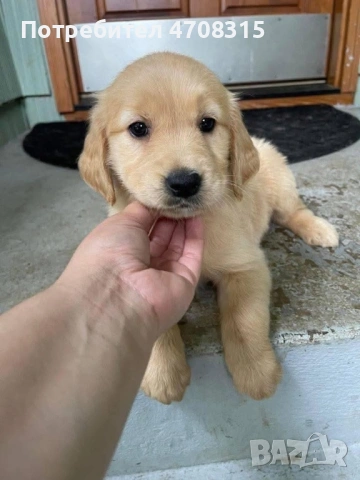 Голдън ретривър игриво момченце