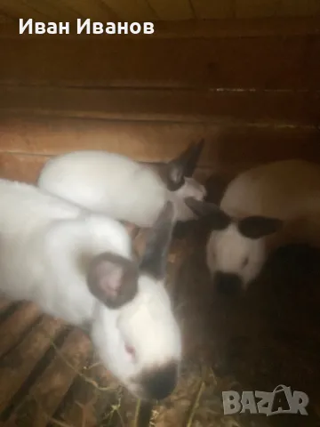 Зайци , снимка 4 - За селскостопански - 49756517