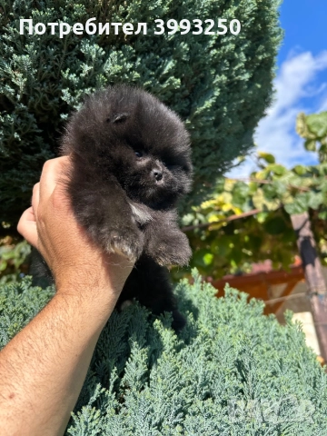 Мини померани , снимка 6 - Померан - 44295316