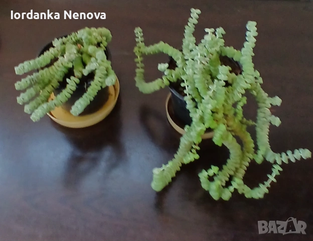   КРАСУЛА РУПЕСТРИС, снимка 2 - Стайни растения - 53339484