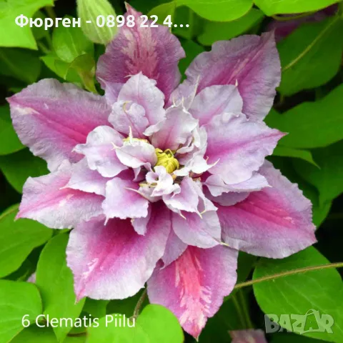 Клематис налични 28 вида, снимка 6 - Разсади - 48740865