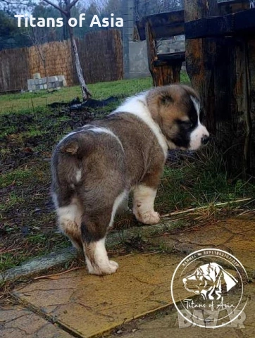 Кученца САО , АЛАБАЙ , Туркменски Вълкодав, снимка 5 - Алабай - 53120501