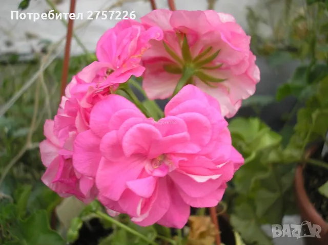 Sybil Holmes, снимка 1