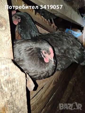 Токачки и кокошки , снимка 2 - Кокошки и пуйки - 53471837