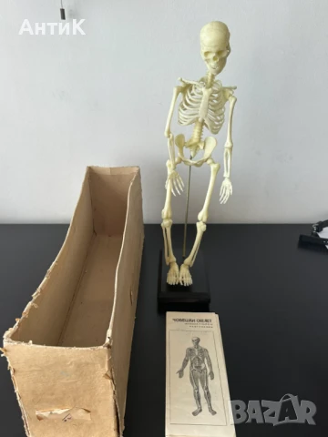 Соц Учебен Модел на Човешки Скелет