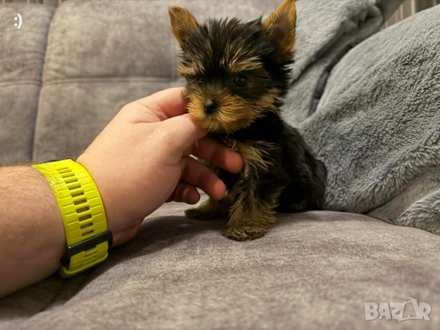 Мини Йоркширски териер Актуално от 30.1.2026, снимка 4 - Йоркширски териер - 53277514