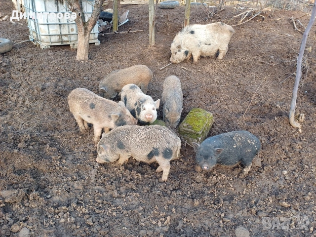 Разменям виетнамски прасета за други животни или зърно, снимка 13 - Прасета - 52406042
