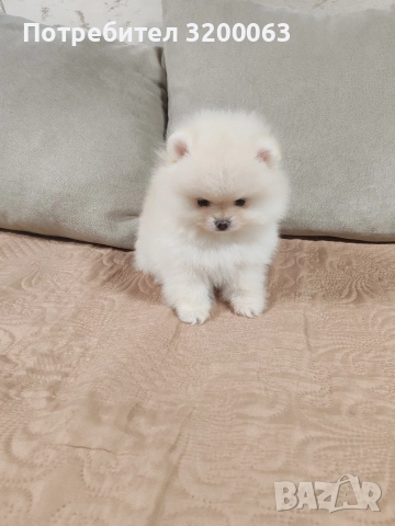 Померан мини мъжки и женско , снимка 9 - Померан - 52878318