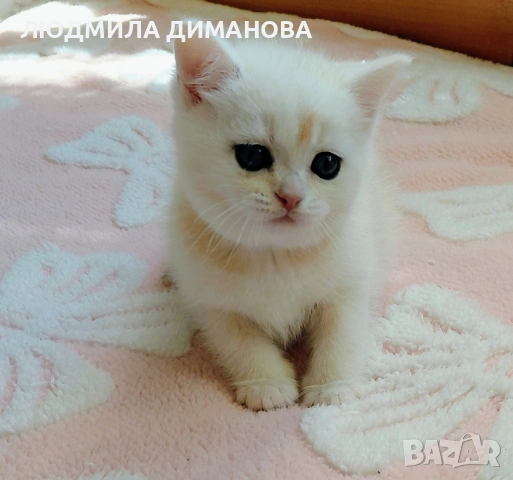 Шотландско мъжко Скоттиш Страйт. , снимка 6 - Британска късокосместа - 53782160