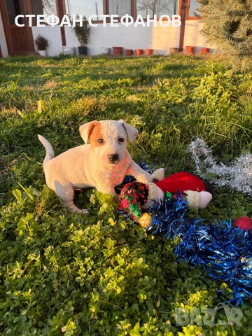 Джак Ръсел , снимка 8 - Джак ръсел териер - 52917744