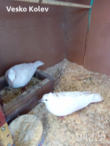Смеещи гугутки скумриики, снимка 2 - Гълъби - 53393662