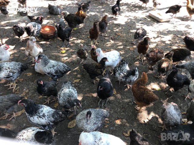 Катунски пилета и кокошки , снимка 14 - Кокошки и пуйки - 41230194