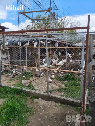 Продавам гълъби, снимка 12 - Гълъби - 56060743