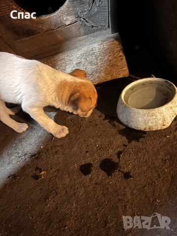 Пинчери , снимка 3 - Пинчер - 52772167