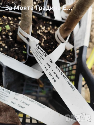 Азиатска круша - Наши, снимка 5 - Градински цветя и растения - 53618692