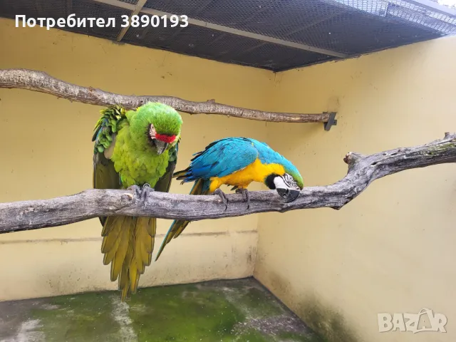 Двойка ари, снимка 2 - Папагали - 48889147