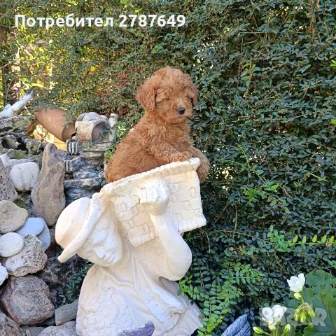 Той пудел момиче., снимка 5 - Пудели - 55974244