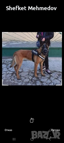 prodavam belgiska malionaa