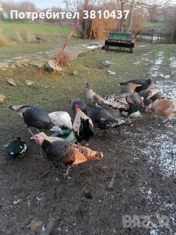 продавам пуйки и пуяци , снимка 2 - други­ - 53241311