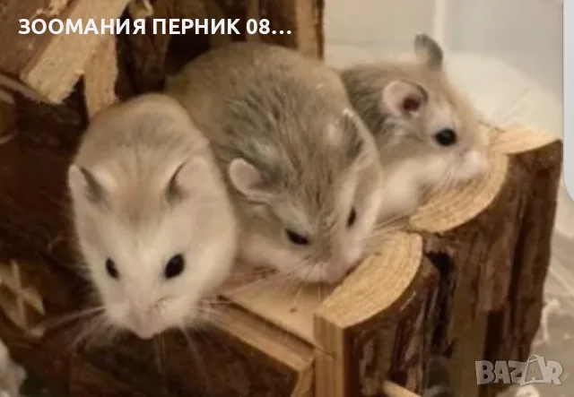 хамстери на 2месеца