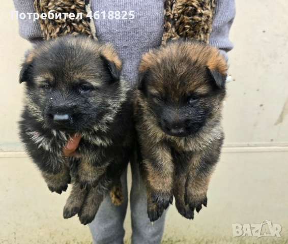 Сиви немски овчарки , снимка 4 - Немска овчарка - 53635810