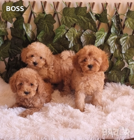 Той Пудел Тоу Poodle