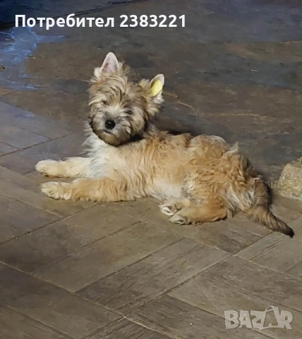 Продавам куче 