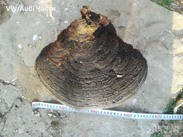 Голяма дървесна гъба за декорация , снимка 2 - Декорация за дома - 38614282