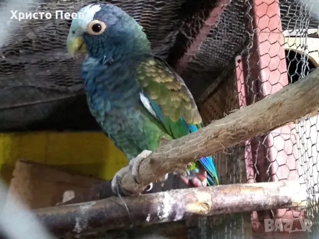 Ръчно хранени бебета папагали от развъдник, снимка 3 - Папагали - 49234289