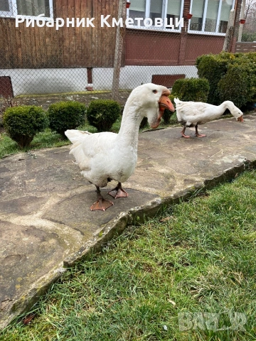 Холмогорски гъски