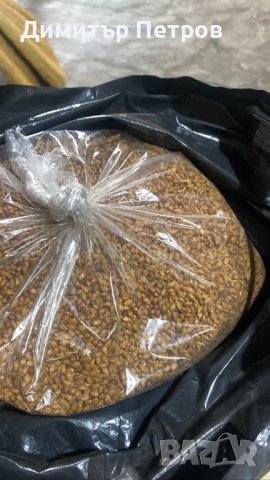 Метлено семе