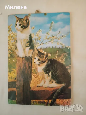 Рамки за снимки и картини, снимка 4 - Картини - 50168880