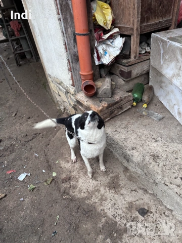 Подарявам женски кучета на година