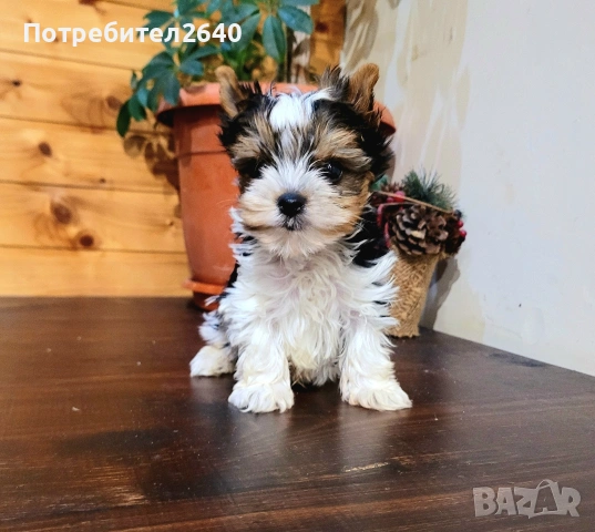 Бивер йоркширски териер (Biewer-Yorkie)