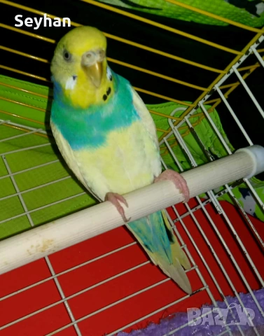 Папагали чифт , снимка 2 - Папагали - 53615504