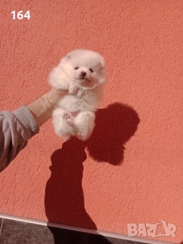 Померани. Белички. Реални снимки от 29.12.25 г., снимка 3 - Померан - 52926285