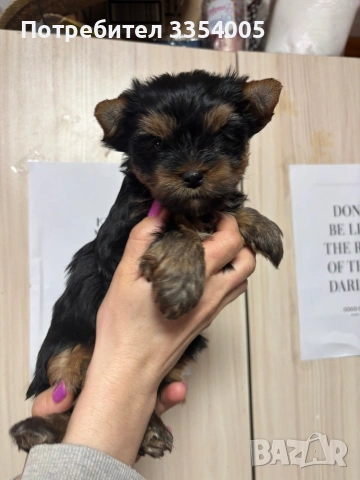 Женско йорки , снимка 3 - Йоркширски териер - 53797974