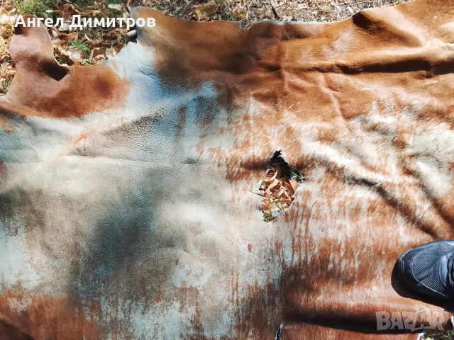 Страхотна конска кожа , снимка 8 - Колекции - 51066604