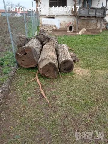 Орех, снимка 4 - Маси - 49603291