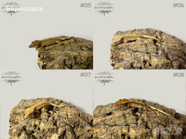 Ресничести гекончета, снимка 2 - Гекон - 42657426