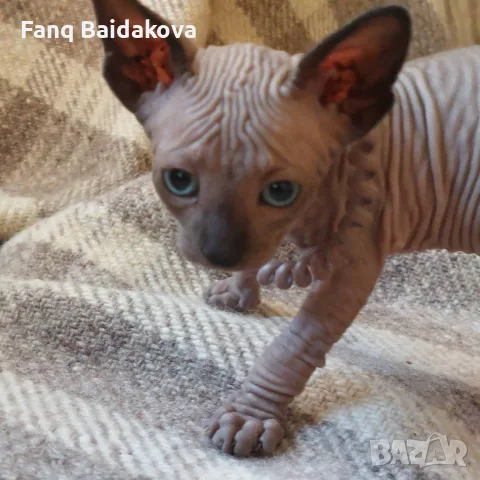 Котка порода сфинкс, снимка 5 - Сфинксове - 55954475