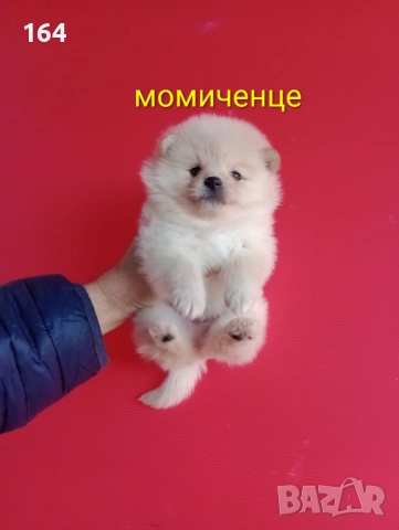 Прекрасен избор на Померанчета. Мъжки и женски Померани. Реални снимки от 12.01.26 г., снимка 11 - Померан - 53027724