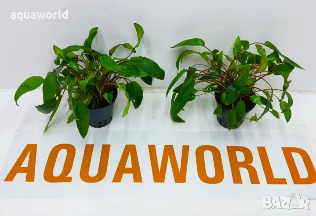 "ПРОМОЦИЯ" Криптокорина – Cryptocoryne species green, снимка 2 - Оборудване за аквариуми - 47534746