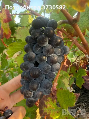 Грозде - Хамбургски Мискет, Мерло, Каберне, Памид, снимка 6 - Домашни продукти - 56107126