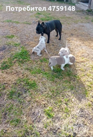 Американски булита стандарт , снимка 2 - Американски стафордширски териер - 53759227