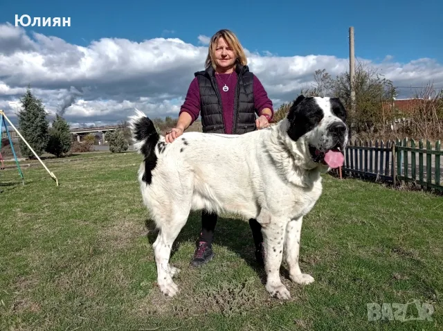 Продавам САО- Алабай, снимка 14 - Алабай - 49557113