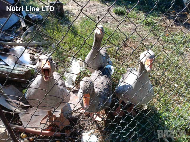 Домашни гъски, снимка 5 - Патици и гъски - 51268817