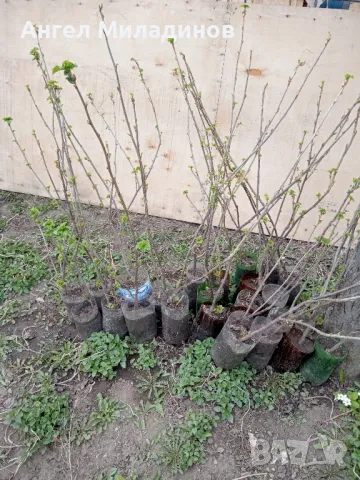 Черен касис, снимка 7 - Градински цветя и растения - 30777061